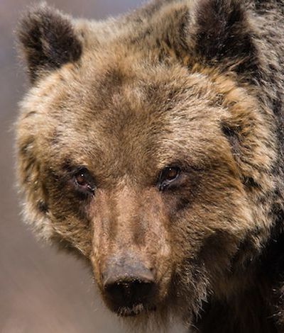 Natuurhuisje-Marsican-brown-bear-Central-Apennines-Italy