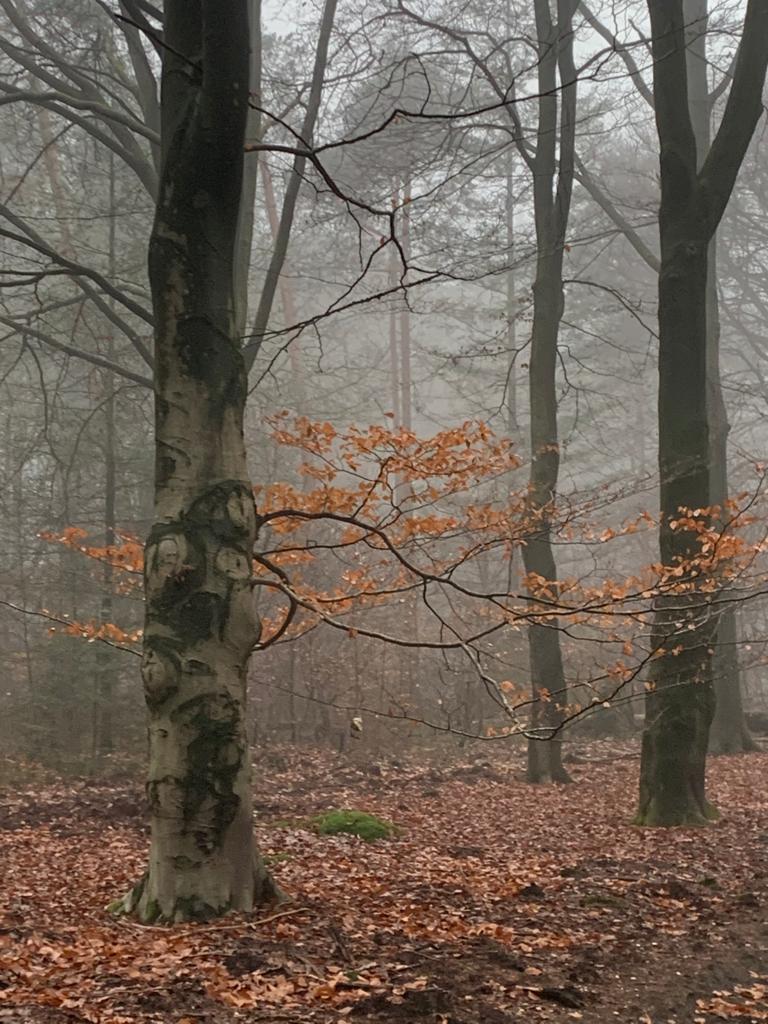 Wildwise Veluwe Winterbos