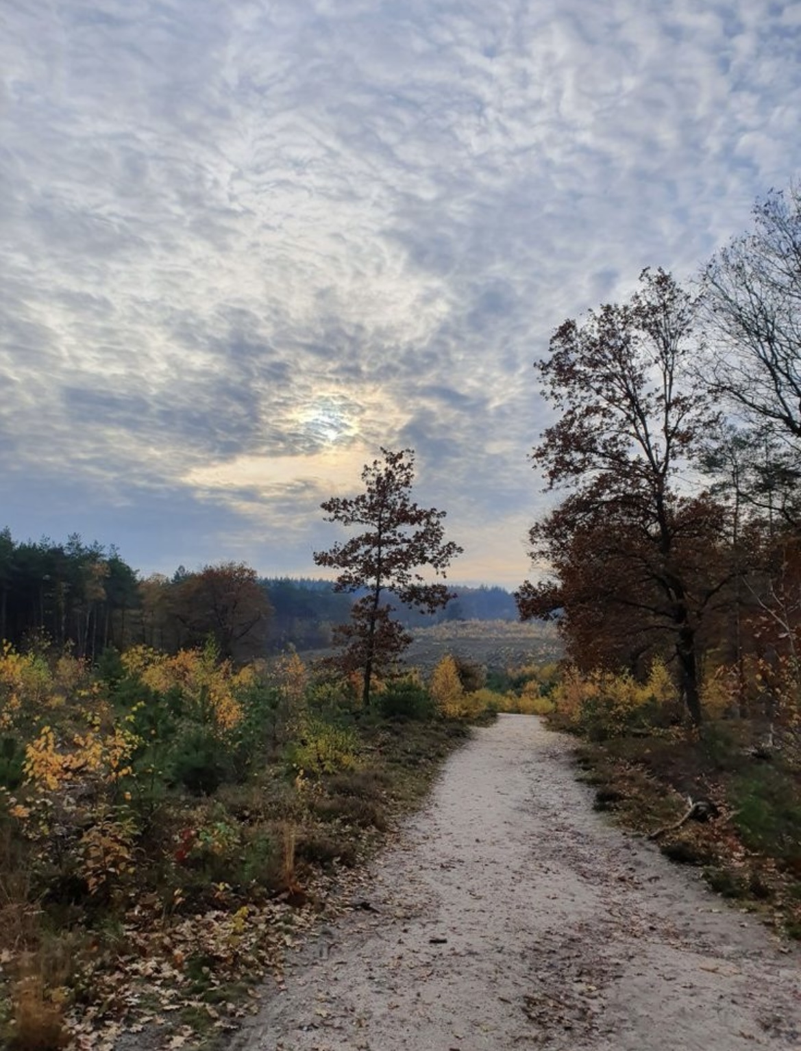 Wildwise Veluwe Leesten - foto Mandy Hendriks pinterest