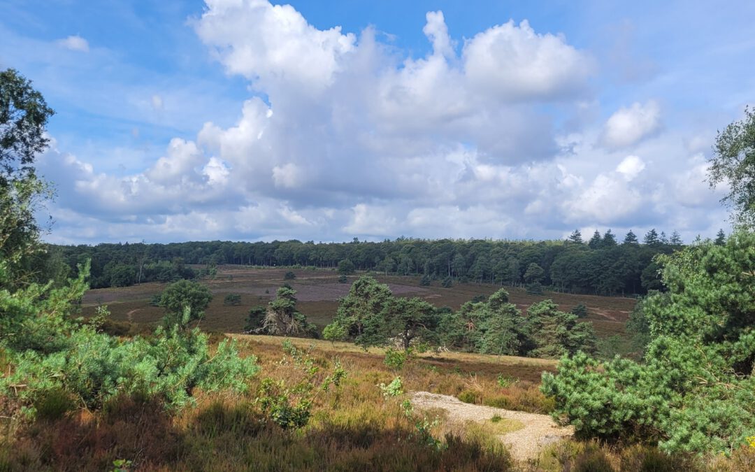 Het Leesten Wildwise Veluwe