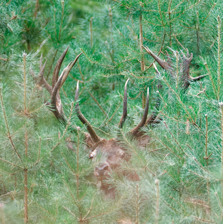 Wildwise Safari Veluwe edelhert foto Paul Milo