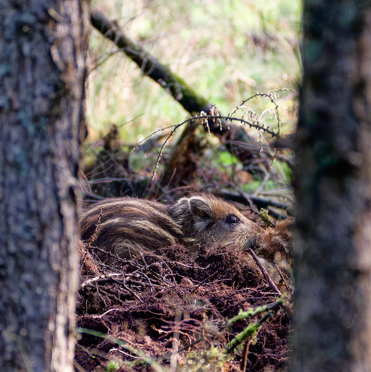 Wildwise Safari Veluwe frisling foto Paul Milo