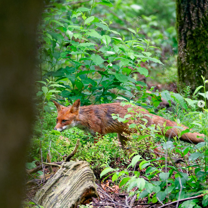 Wildwise Safari Veluwe vos foto Paul Milo