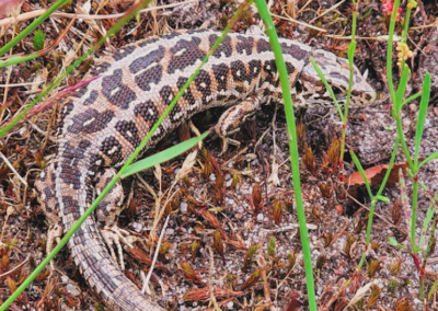 Zandhagedis Veluwe