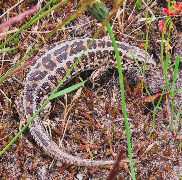 Zandhagedis Veluwe