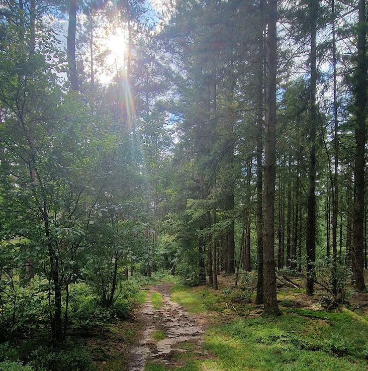 Veluwe bospaadje