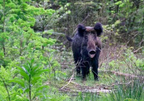 Wildwise wild zwijn foto paul milo